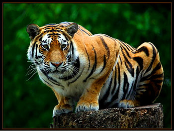 Ruler, stripes, tiger, green, trees, orange black white, forest, rock HD wallpaper