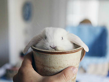 LITTLE RABBIT, LITTLE, CUTE, RABBIT HD wallpaper