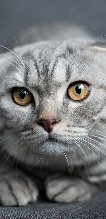 Close-up, Scottish Folds HD phone wallpaper
