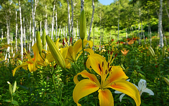 Lilies in Birch Forest, birch forests, fowers, forests, nature, flowers, yellow flowers HD wallpaper