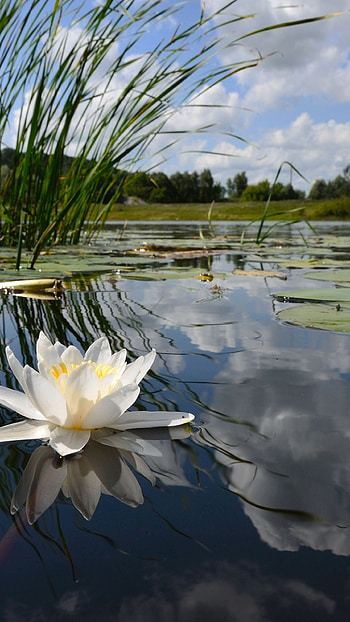 Nature, water lily, lake reflection, clouds HD phone wallpaper