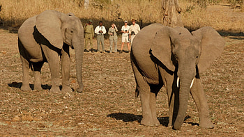 Zambia safaris, African adventure, Memorable travel, Safari experiences HD wallpaper