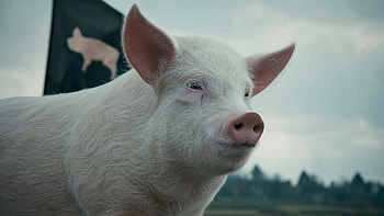 Pasture Sentinel — Pig Portrait HD wallpaper