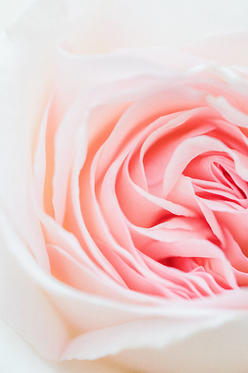 Pink, Flower, Macro, Rose Flower, Rose, Petals, Close-Up HD phone wallpaper