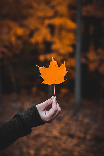 Autumn, Macro, Hand, Miscellanea, Miscellaneous, Sheet, Leaf, Maple HD phone wallpaper