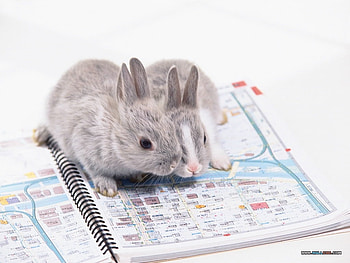 lovely rabbits, animal, lovely, pets, rabbits HD wallpaper