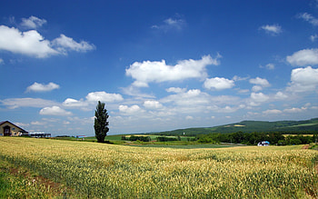 Japan Hokkaido Country Field : Open Field Under Sky 1920*1200 NO.7 HD wallpaper