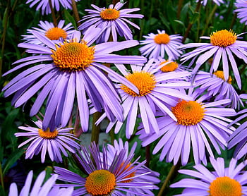 Close-up view of vivid purple Aster Tongolensis flowers with orange centers in full bloom. HD wallpaper