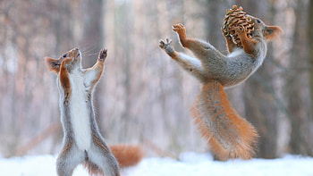 Squirrels Having Fun In Snow, squirreles, snow, funny HD wallpaper
