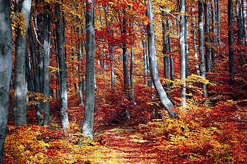 Tree, autumn, fall, forest, nature HD wallpaper