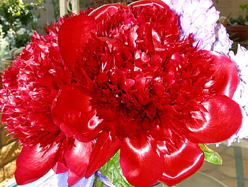 Red In Center Stage, graphy, red, garden, peony, blooms HD wallpaper