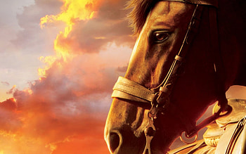 War Horse, Equine majesty, Inspiring , Symbol of resilience HD wallpaper