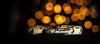 Animals, Glare, Snake, Scale, Scales HD wallpaper