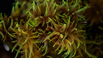 Sea Anemone, Posted by Sarah Cunningham HD wallpaper