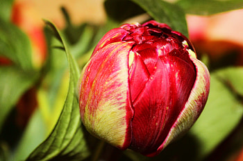 Flowers, Flower, Petals, Bud, Tulip HD wallpaper