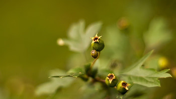 Leaves, Plant, Macro, Glare HD wallpaper