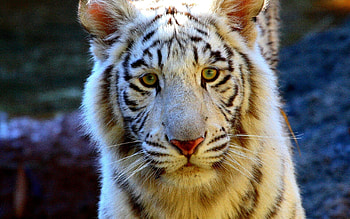 Animals, Muzzle, Sight, Opinion, Tiger, Sad HD wallpaper