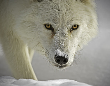 Wolf, animal, nature, snow HD wallpaper