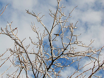 Winter, Nature, Birds, Snow, Wood, Tree, Branches, Branch HD wallpaper