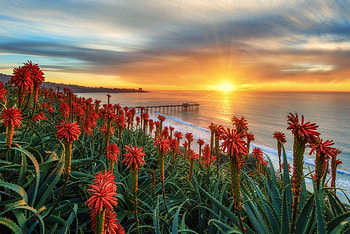 ღ, Flowers, Sunset, Shore, Sea, San Diego HD wallpaper