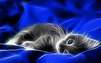 Animals, Cats HD wallpaper