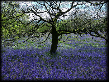 TREE_REVISITED, purple, fields, nature, flowers, tree HD wallpaper