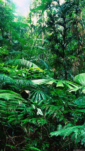 Amazon Forest HD phone wallpaper