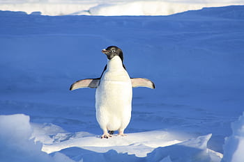 Adélie penguin standing on ice in Antarctica, showcasing its natural winter habitat. HD wallpaper