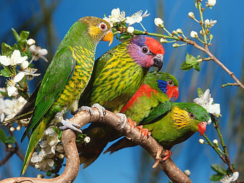 Animals, Birds, Parrots, Multicolored, Motley, Branch HD wallpaper