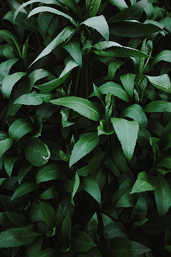 Plants, Nature, Leaves, Shine, Brilliance HD phone wallpaper