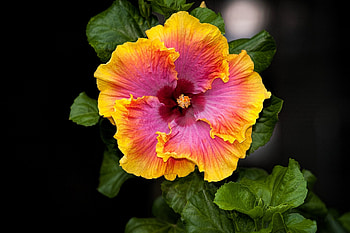 Hibiscus 1920x1200 , background , Natural beauty, Floral delight HD wallpaper