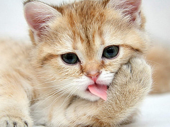Teasing you, kitten, kitty, animals, cute, cat, funny, adorable, pet HD wallpaper