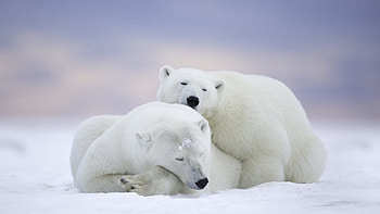 Top polar bears , Wide selection, High-quality , Perfect for HD wallpaper