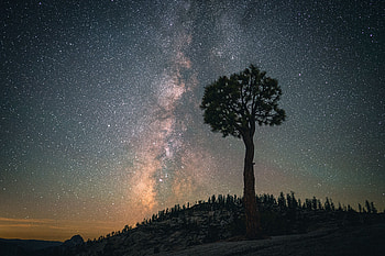 Nature, Night, Dark, Wood, Tree, Starry Sky, Baobab HD wallpaper