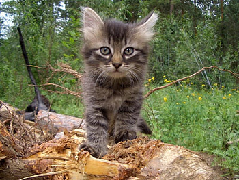 I'm on Top, trees, cat, shavings, log HD wallpaper