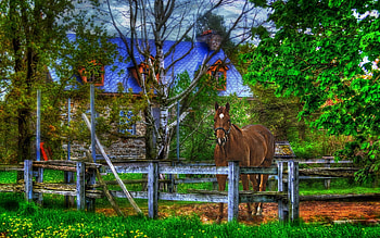 Animals, House, Fence, Horse HD wallpaper