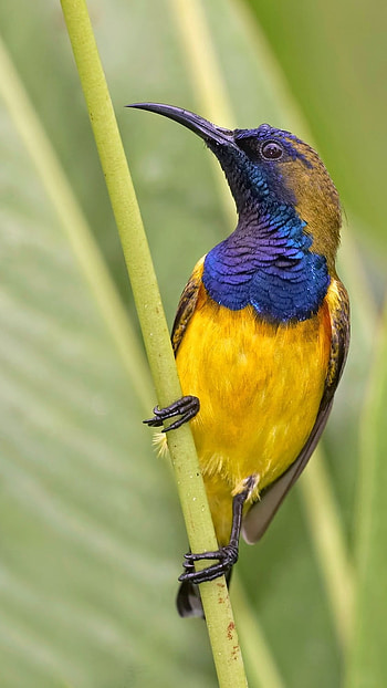 Sunbird, Blue, Yellow HD phone wallpaper