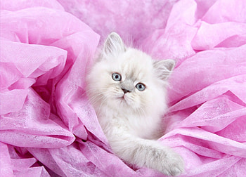Kitten, sweet, animal, pink, white, cute, cat HD wallpaper