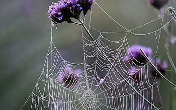 Flowers, Web, Macro, Grid HD wallpaper