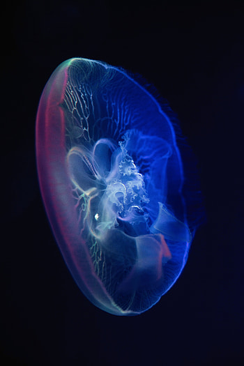 Water, Jellyfish, Transparent, Dark, Glow, Underwater World HD phone wallpaper