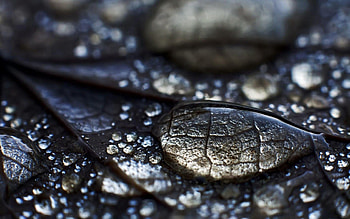 Water, Drops, Macro, Surface, Sheet, Leaf, Dew, Leaflet HD wallpaper
