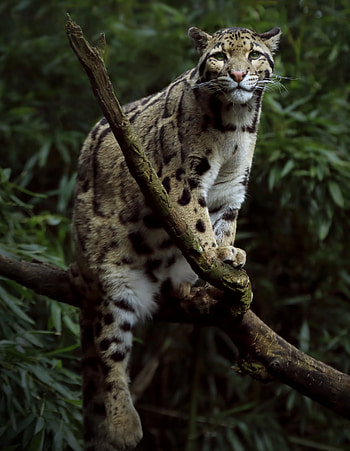 Animals, Big Cat, Sweetheart, Nice, Paws HD phone wallpaper