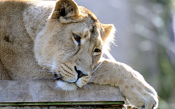 Animals, To Lie Down, Lie, Lion, Predator, Sadness, Lioness, Dream, Sleep, Sorrow, Paw HD wallpaper