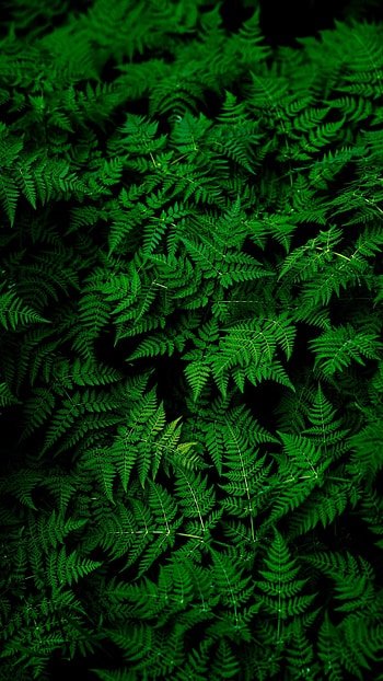 leaves , Nature's serenity, Tranquil greens, Natural beauty HD phone wallpaper