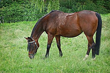 Animals, Food, Grass, Stroll, Horse HD wallpaper