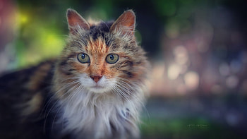 Cat, animal, paw, Kitten HD wallpaper