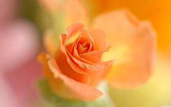 Plants, Flowers, Roses HD wallpaper