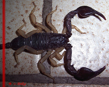 Scorpion HD wallpaper