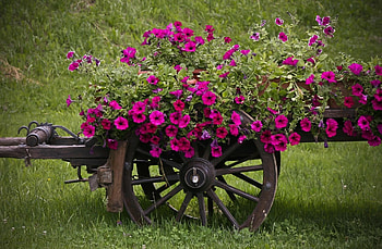 Flowers, Grass, Handsomely, It's Beautiful, Pots, Plant Pot, Cart, Petunia HD wallpaper
