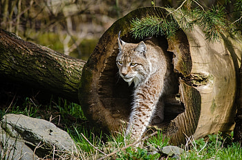 Bobcat adventure, Amerika Tierpark, Barrier- travel, Leipzig excursion HD wallpaper